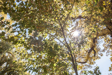 trees in sunshine