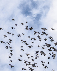 Obraz premium pigeons in sky