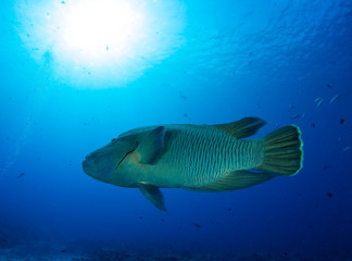 Humphead wrasse to napoleon fish