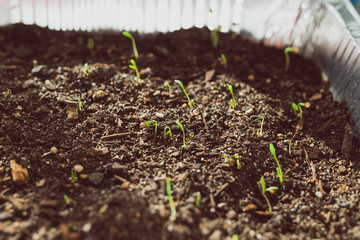 close-up of herbs seedlings indoor in trays