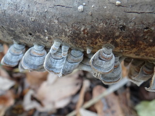 The mushroom that it grew from a tree