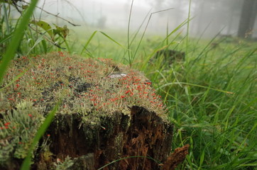 The fungus that it grew from a tree