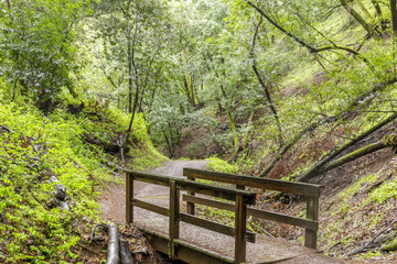 Creek-Crossing Footbridge in Lush Bay Laurel Forest Canyon. Rancho San Antonio Open Space Preserve, Santa Clara County, California, USA.