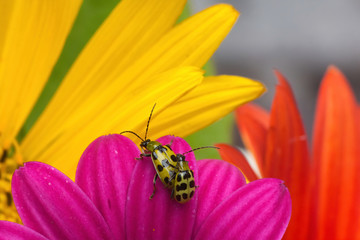 Small cucumber beetle riding on the back of a larger beetle.
