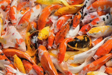 Fancy carp in the pool