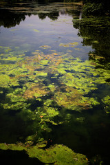 Green algae on the lake surface