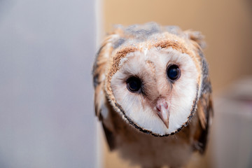 Fototapeta premium Barn owls (family Tytonidae) are one of the two families of owls, the other being the true owls or typical owls, Strigidae.