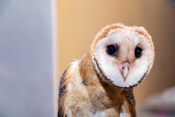 Barn owls (family Tytonidae) are one of the two families of owls, the other being the true owls or typical owls, Strigidae.