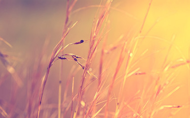 Abstract grass nature background