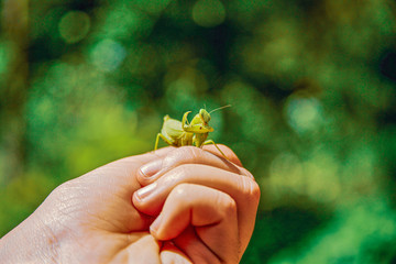 Giant cricket on hand