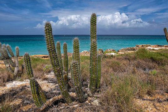 Tropical vegetation with cactus in a caribbean island (Cubagua, Venezuela).