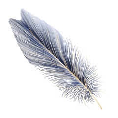 Obraz premium Modern abstract art Blue with Golden Feather. Vector illustration.