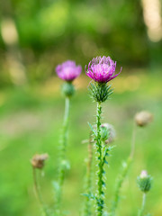 Asteraceae Cirsium arvense or Canada thistle, closeup of young blossom with blurred background. AKA creeping thistle and lettuce from hell.