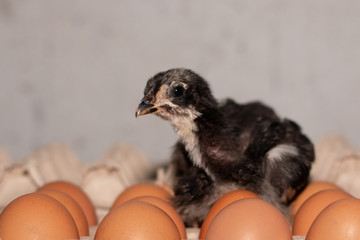 The black chick sit on the eggs.