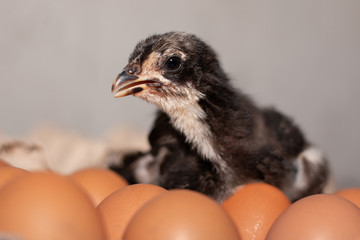Close-up of black chick open mouth a little ,sitting on a chicken eggs.