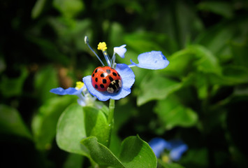 ladybird on a flower