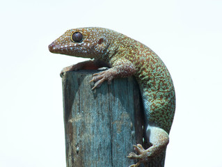 Starry Gecko