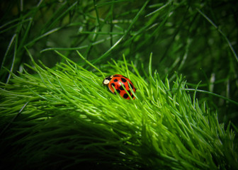 ladybug on grass