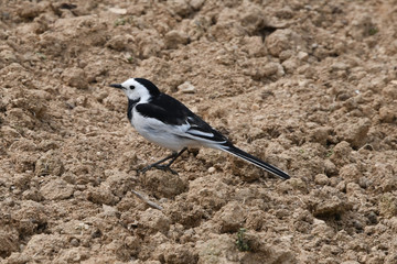 White Wagtail