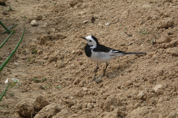 White Wagtail