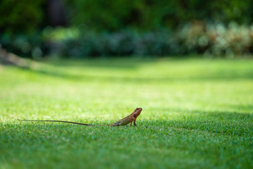 Lizard strolling in the green grass in Thailand, close up. Animal and nature concept.