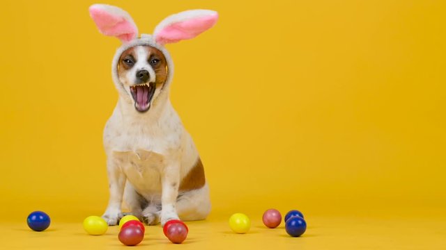 A funny dog wears Easter bunny ears sitting next to colorful Easter eggs on a yellow studio background.