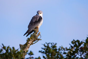 Black shouldered kite perched tree branch
