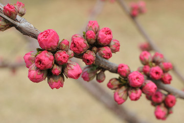 Beautiful flowering Japanese cherry - Sakura. Background with flowers on a spring day.