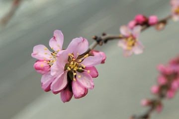 Beautiful flowering Japanese cherry - Sakura. Background with flowers on a spring day.