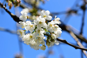 blühende Kirschbäume im Frühling