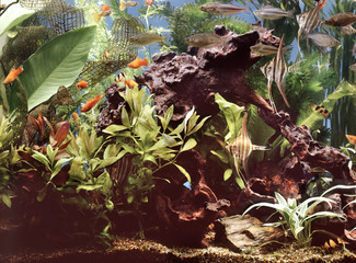 fish in the aquarium #2