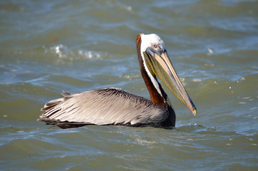 brown pelican floating on ocean
