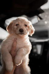 Puppy Portrait