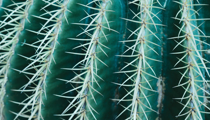 Closue up Barrel Cactus (Echinocactus grusonii) background texture