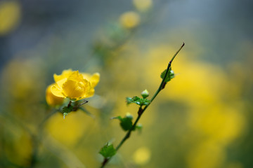 金糸梅と言う名の花