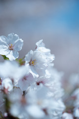 桜の季節