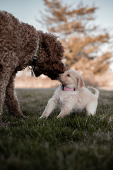 Dog meets puppy