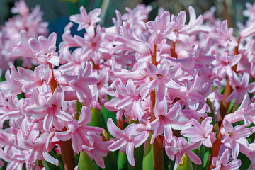 Spring Hyacinth in bloom