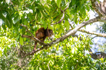 Fototapeta premium Wild orangutan in rainforest of Borneo, Malaysia. Orangutan mounkey in nature