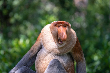 Naklejka premium Wild Proboscis monkey or Nasalis larvatus, in rainforest of Borneo, Malaysia