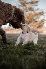 Dog Meets Puppy