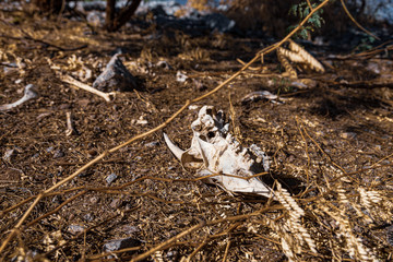 Dead goat's skull