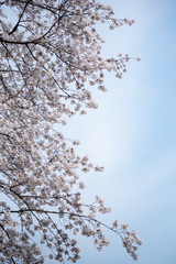 桜の季節