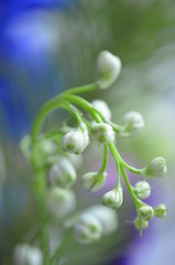 Delphinium デルフィニウムの花の蕾