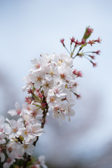 桜の季節