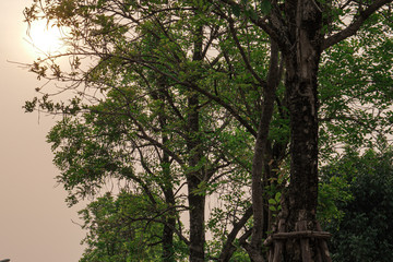 Fototapeta premium trees in the morning