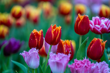 Beautiful colorful red and yellow tulips background. Field of spring flowers. Flower bed tulips in Danang, Vietnam