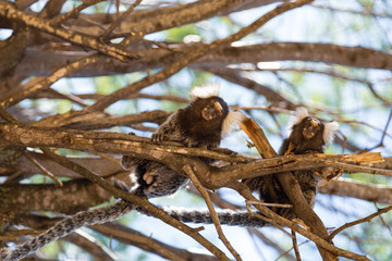 Sagui - little monkey from south america
