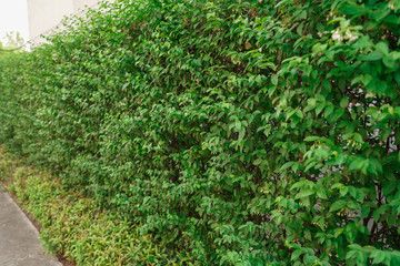 green grass background