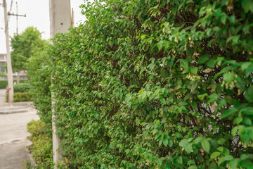 Obraz premium ivy covered wall